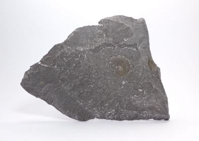 Amonit - Holzmaden, Německo